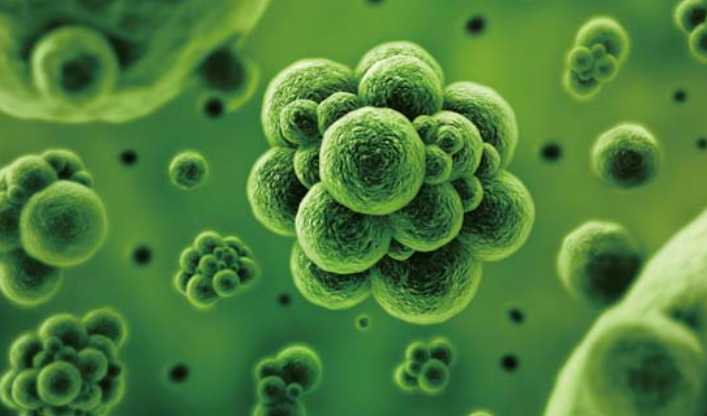 廢水生物處理的基本方法 廢水生物處理的基本方法