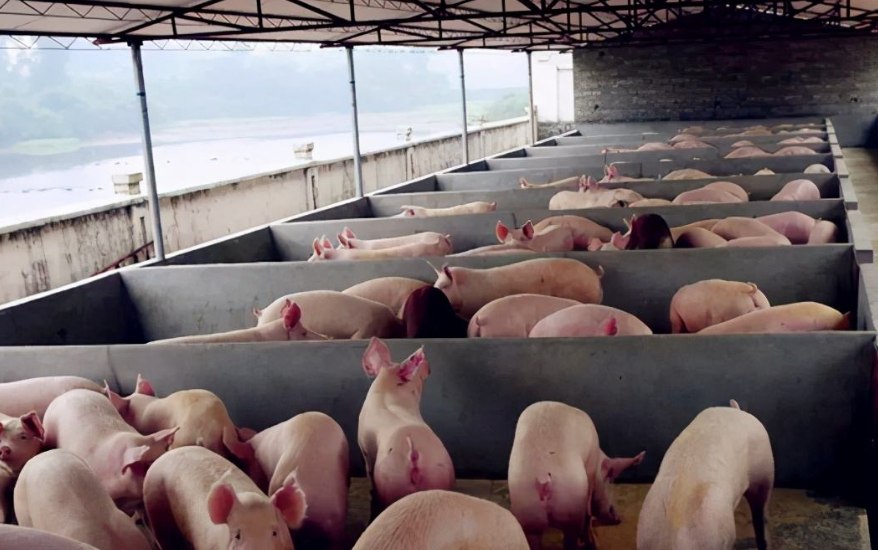 養豬污水處理設備包含哪些,教你選購適合的養殖污水處理設備 養豬污水處理設備包含哪些,教你選購適合的養殖污水處理設備