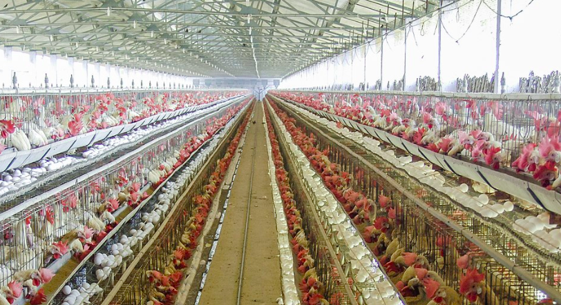 養(yǎng)殖場廢水如何正常處理？-青島樂中環(huán)保