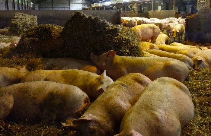 養(yǎng)豬場(chǎng)污水處理方法有哪些?選對(duì)工藝成本低效果好! 養(yǎng)豬場(chǎng)污水處理方法有哪些?選對(duì)工藝成本低效果好!