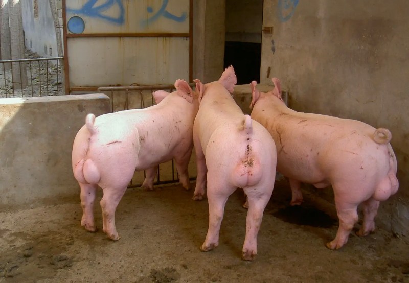 種豬養殖污水處理設備|工藝流程|排放標準 種豬養殖污水處理設備|工藝流程|排放標準