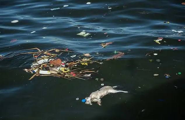 水污染的危害及防治措施(如何改善水污染) 水污染的危害及防治措施(如何改善水污染)