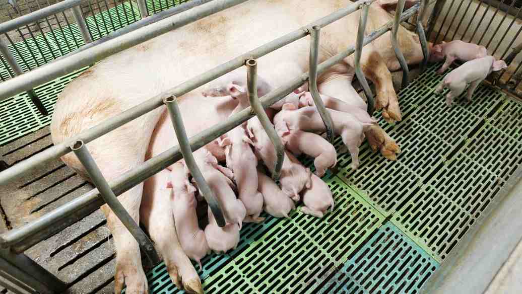 養(yǎng)豬場污水處理設備一套要多少錢費用(養(yǎng)豬場的排污一般怎么處理) 養(yǎng)豬場污水處理設備一套要多少錢費用(養(yǎng)豬場的排污一般怎么處理)