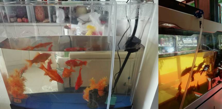 氨氮超標的處理方法快速去除氨氮魚缸(氨氮超標最簡單的處理方法) 氨氮超標的處理方法快速去除氨氮魚缸(氨氮超標最簡單的處理方法)